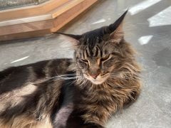-瞄一喵猫咖(格力海岸店)