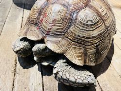 -未来动物城动物主题公园(大悦城店)