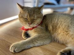 -COLOR PETS 撸猫馆·购猫·猫咖(长风大悦城店)