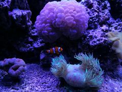 -凯莉-塔尔敦海洋生物水族馆