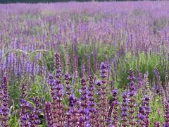 -汉长安城未央宫国家考古遗址公园