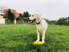 -趣玩宠物乐园寄养训犬训狗游泳池