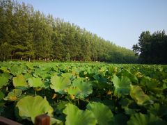 -合肥滨湖国家森林公园