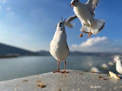 -海埂大坝