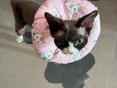 -瑞派福兴宠物医院犬猫全科·骨科·中西医结合(河东店)