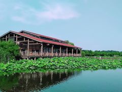-荷塘月色湿地公园·向阳花洲