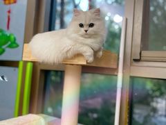-猫大福·Fortune Cat猫舍(百子湾店)