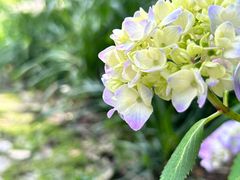 -西湖风景区-江洋畈生态公园