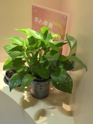 -重庆宝丽医疗美容