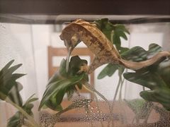 -酷以爬仙阁实体爬宠店·守宫·蜥蜴·专业繁育