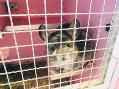 -藦茜花园宠物主题亲子互动体验馆(国顺东路店)