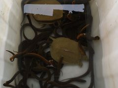 -夏家大锅台炖鱼馆