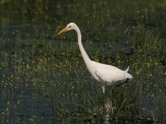 -白鹭湾湿地公园