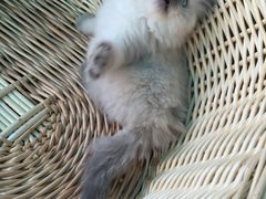 -喵zoo家庭繁育猫舍(尖东智能花园店)