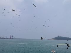 -海驴岛(荣成市)