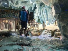 -帝企鹅自助餐厅•儿童岛•真企鹅(长隆企鹅酒店)