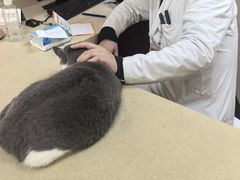 -艾贝尔宠物医院 ·内科全科(梁溪路店)