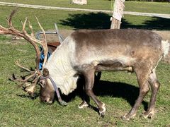 -北极村旅游风景区