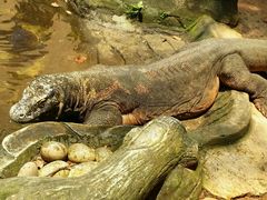 android_upload_pic-印尼缩影公园