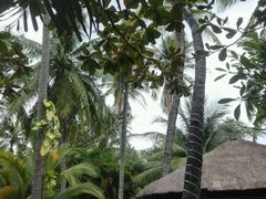 -三亚珠江南田温泉度假区