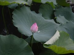 -荔湾湖公园