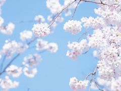 -奔驰利星行(北京花乡店)