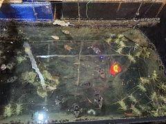 -蓝湾碧波·老字号·疍家非遗海上餐厅