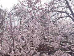 -桃花堤公园