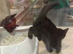 -BABIT巴比特宠物(MOMOPARK店)