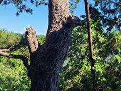 -香山公园