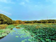 -同里国家湿地公园