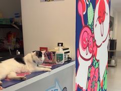 -喜多萌中农锦绣动物医院24H·猫科·牙科MRI·CT