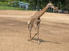 -大连森林动物园