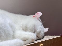 -有猫主题·治愈系猫咖(曾厝垵店)