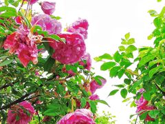 -海上花岛玫瑰园采摘