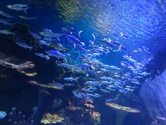 -华夏文旅海洋公园