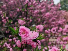 -北京西山国家森林公园