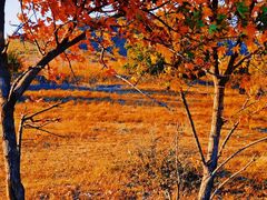 -五角枫生态旅游景区