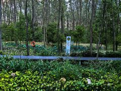 -合肥滨湖国家森林公园