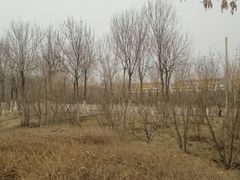 -大港湿地公园