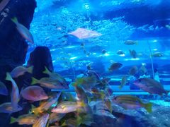 -海合安武汉极地海洋公园