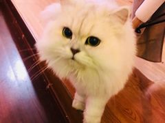 -李小姐の猫咖啡馆(五角场店)