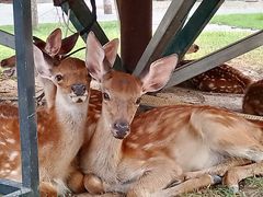 -北京鹿世界主题园