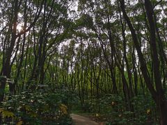 -昆山城市生态森林公园