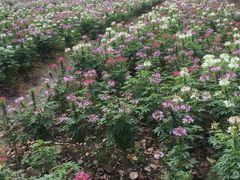 -艾溪湖湿地公园