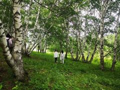 -乌兰布统景区-白桦林