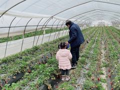 -小鱼草莓采摘园农家乐·小鱼餐厅