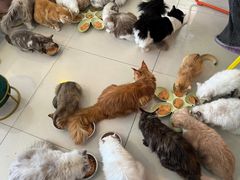 -平行世界·猫咖(首经贸店)