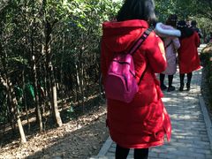 -香雪海