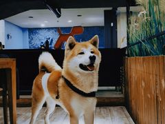 -百好乐宠物友好餐厅(朝外大街店)